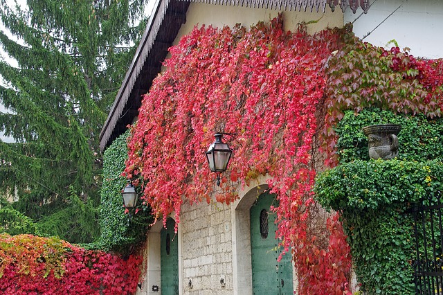 image libre de droit de pixabay - sur la photo la facade d'une maison qui a des plantes grimpantes.